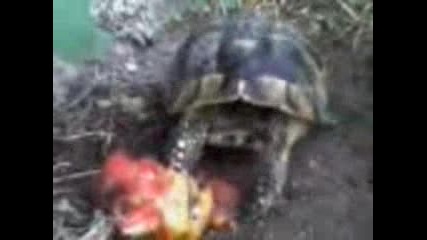 костенурката Прокопий, яде домат