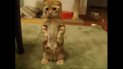 Awsome Cat