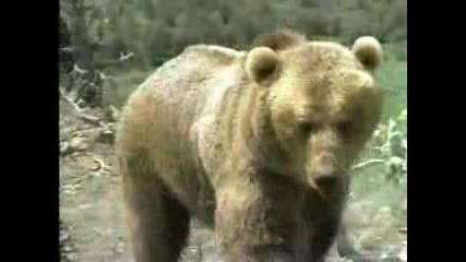 Схватка между пума и гризли! 
