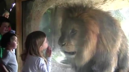 Момиченце се заяжда с Лъв