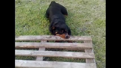 www.dog - varna.com Rottweiler/rotvailer/rotvayler 