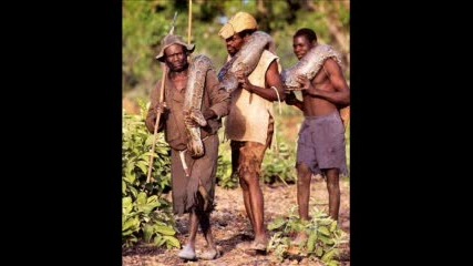 Anaconda Catcher In Africa