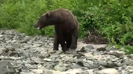 Хора снимат мечка от 2 метра