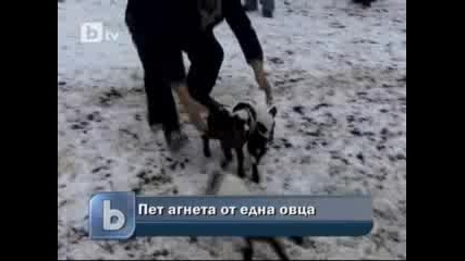 Бтв Новиите - Овца роди наведнъж пет агънца в Добричко 