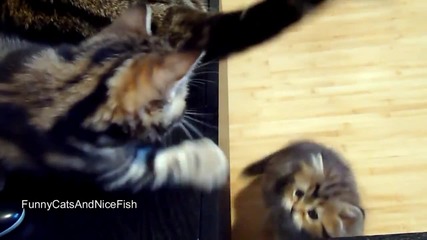 Kittens vs. Dancing Tail