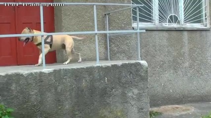 Tret-training (parkour Dog From Ukraine)