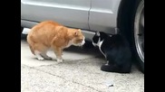 Конфликт между две котки - Смях