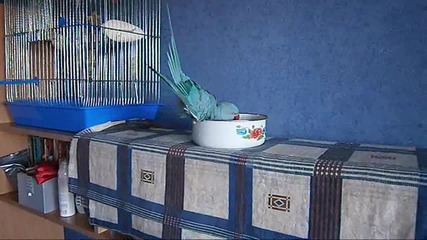 Сладко папагалче се къпе