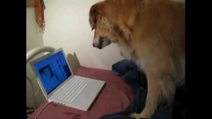 Кучето Се Плаши От Котка На Лаптопа