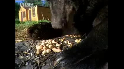 The man who feeds wild Black Bears - Bear Crime - Bbc Animals 
