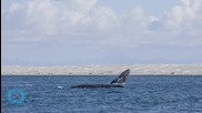 Gray Whale Swims 14,000 Miles and Into the Record Books