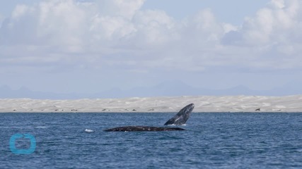 Gray Whale Swims 14,000 Miles and Into the Record Books