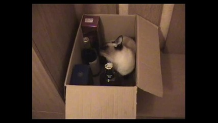 Котка не си дава алкохола.