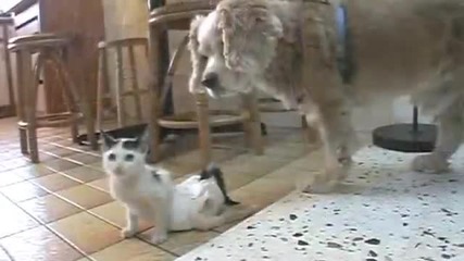 Injured Kitty Wont Give Up 