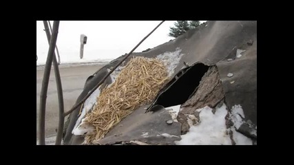 Котка живееща на дърво