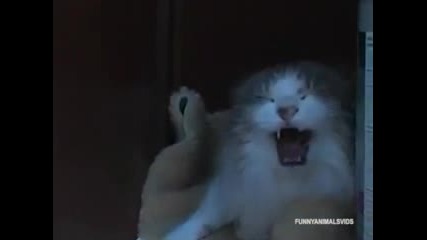 Супер смях - Ядосани котки