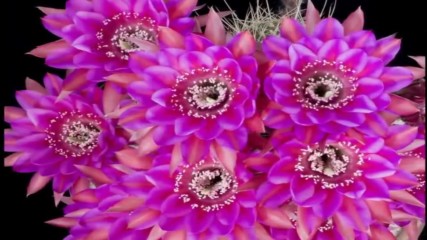 Beautiful blooming cactus cacti flower time lapse