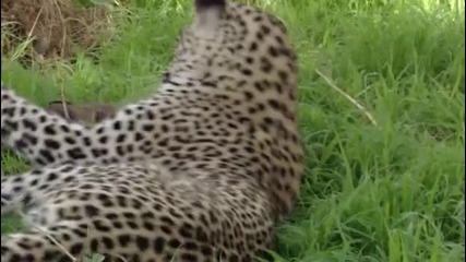 Eye of the Leopard 3/5
