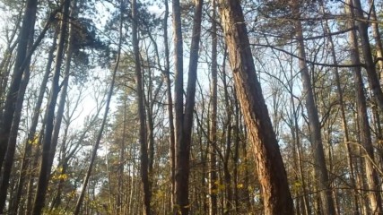 Опасни дървета в Борисовата градина