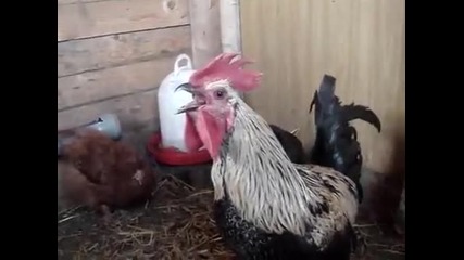 Death Metal Rooster 