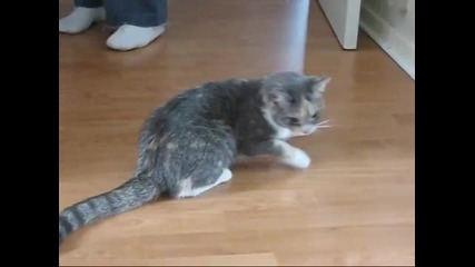 пияна котка 