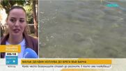 Малък делфин изплува на плаж край Варна