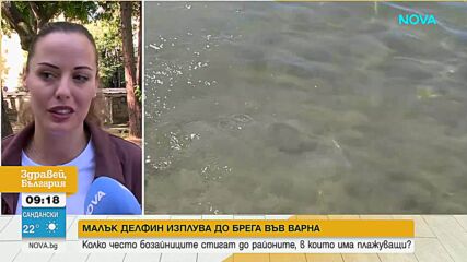 Малък делфин изплува на плаж край Варна