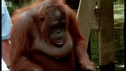 Attenborough Amazing Diy Orangutans - Bbc Earth 