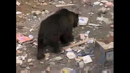 National Geographic - Alaska Brow Bear Trapped