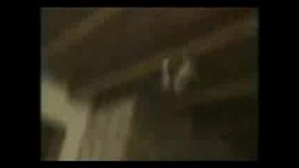 Смешни котки