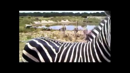 Eто как една зебра поздравява