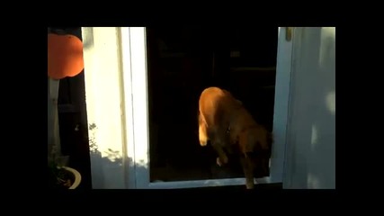 Куче се чуди на врата без стъкло 