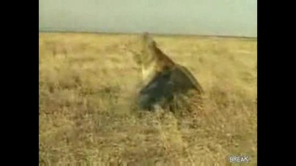 Лъв срещу глиган