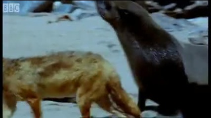 Cape fur seal pups vs black back jackalls - Dune - Bbc Earth 