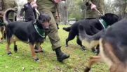 Кученца кадети приковаха вниманието на военен парад в Чили (ВИДЕО)