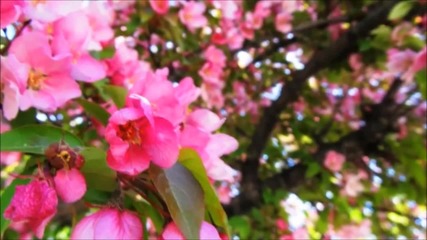 The Apple Tree