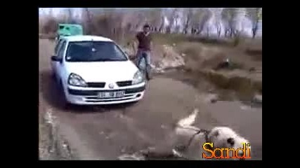 Куче дърпа лека кола 