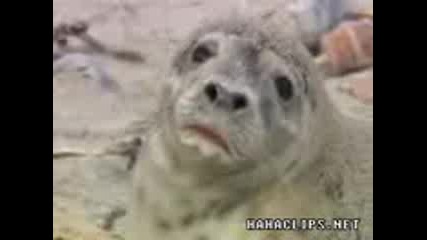 cute animal christmas song