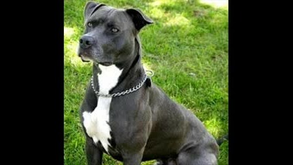 Soullord - Pitbull - Intro