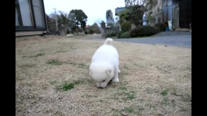 Eдно Сладко Бяло Кученце