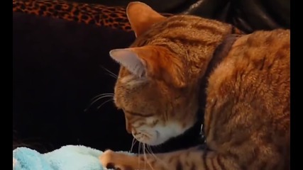 Котки масажисти!