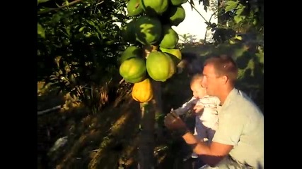 Sydney James Rest in Puerto Rico - Picking Papayas with Daddy 