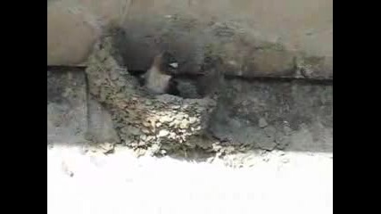 Cliff Swallow Building A Nest