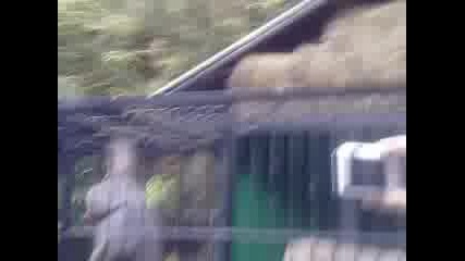 Луда маймуна в кайлъка