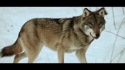 Sonata Arctica - The Wolves Die Young • Official Video 2o14