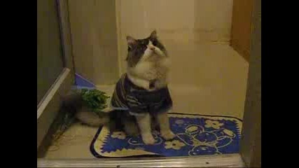 Котка С Пуловер - Смешна Гледка