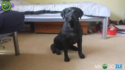 Куче с железни нерви