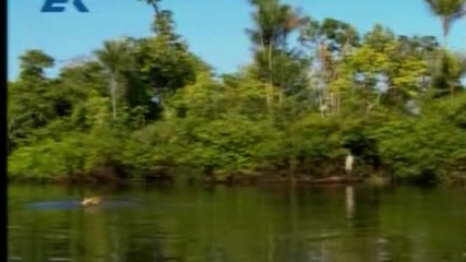 Amazonia 04