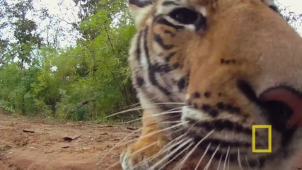 National Geographic - Robot vs. Tiger
