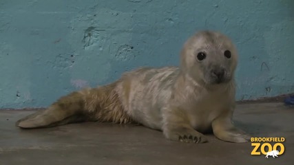 Малко сиво тюленче родено в Brookfield Zoo